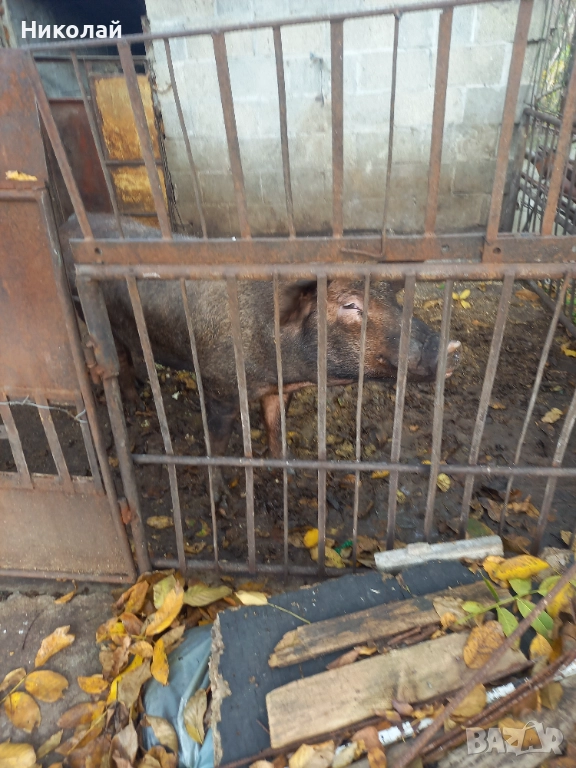 Мъжко прасе Дерок, снимка 1