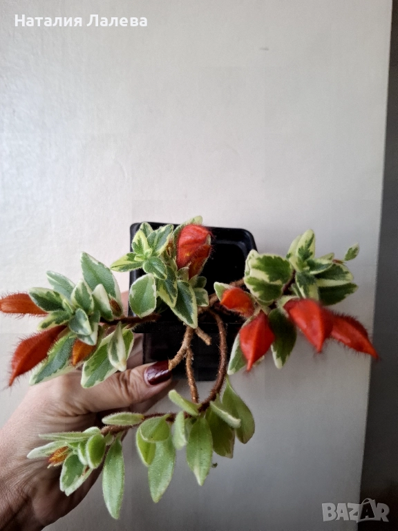 Колумнея, columnea hirta variegata, снимка 1