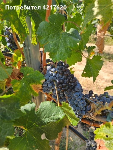 Продавам грозде – Мерло 🍇, снимка 1