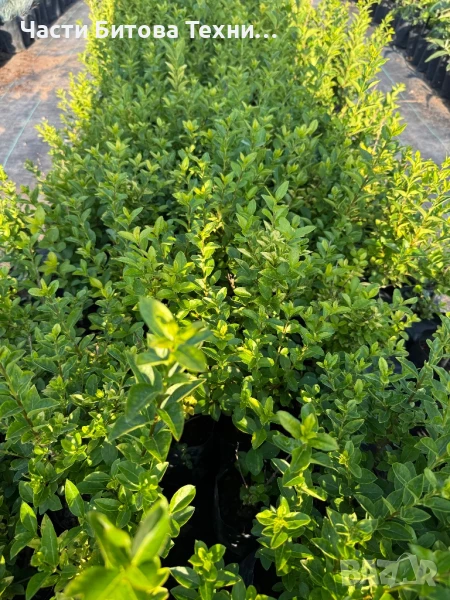 Лигуструм, снимка 1