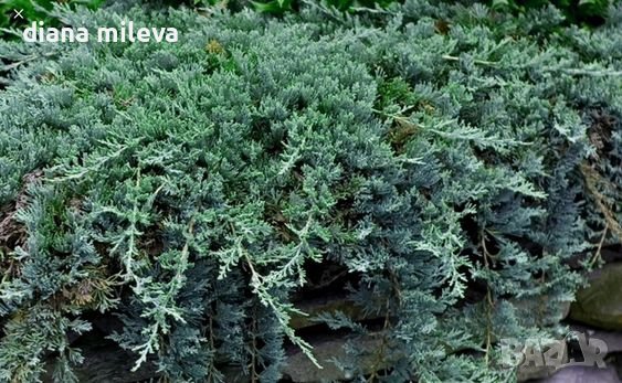 Хвойна Уилтони, Juniperus horizontalis wiltonii, снимка 1