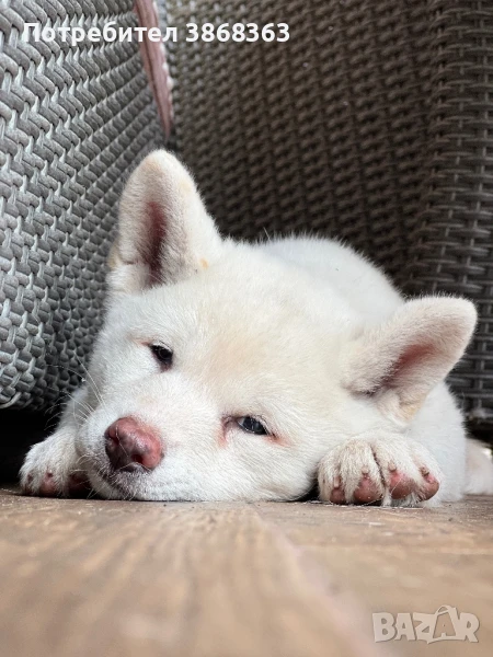 Японска акита ину, снимка 1