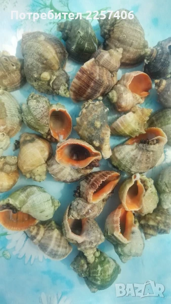 Рапани , снимка 1