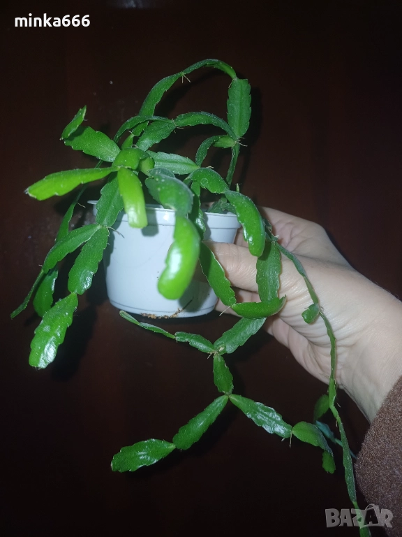 Коледниче в цикламен цвят., снимка 1