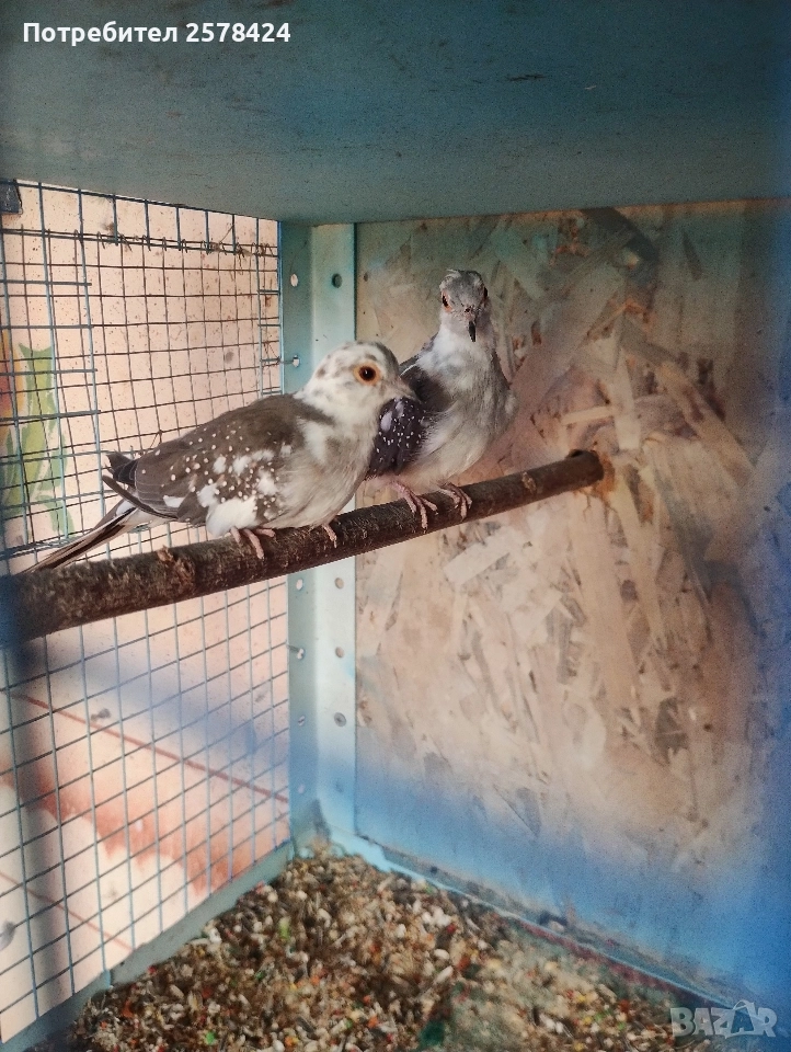 Продавам двойка млади диамантени гугутки 0879166611, снимка 1