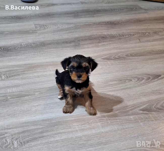 Йоркширски териер, снимка 1