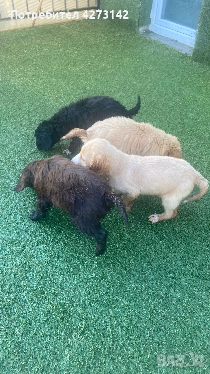 Кокер+ лагото, снимка 1