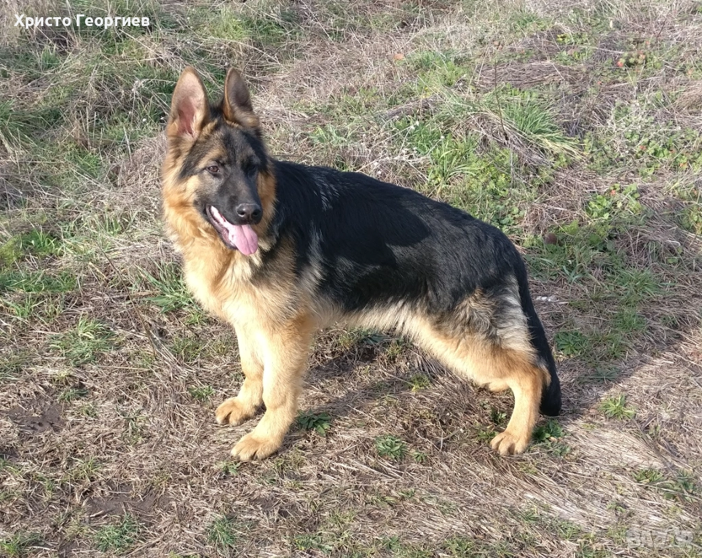 Развъдник”Georgiev Nouse”продава  чистокръвна немска овчарка женска на 6 месеца, снимка 1