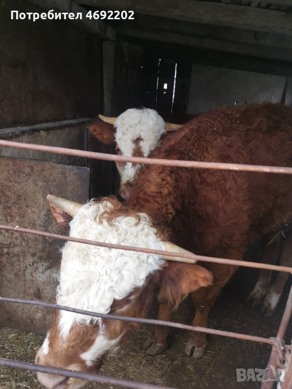 Мъжки телета лимозин, снимка 1