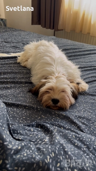 Кученце ши-тцу, куче, снимка 1