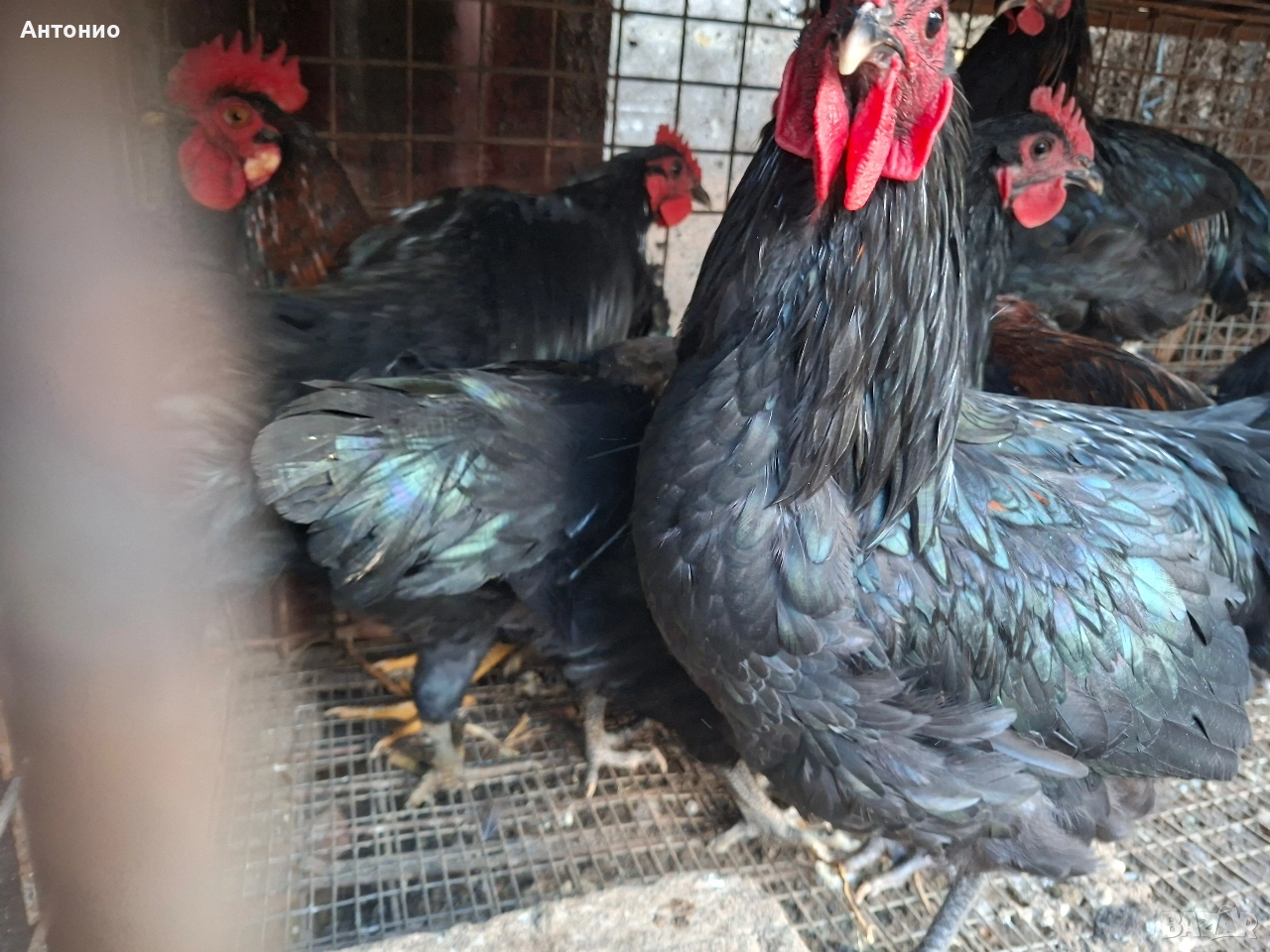 продавам петли , снимка 1