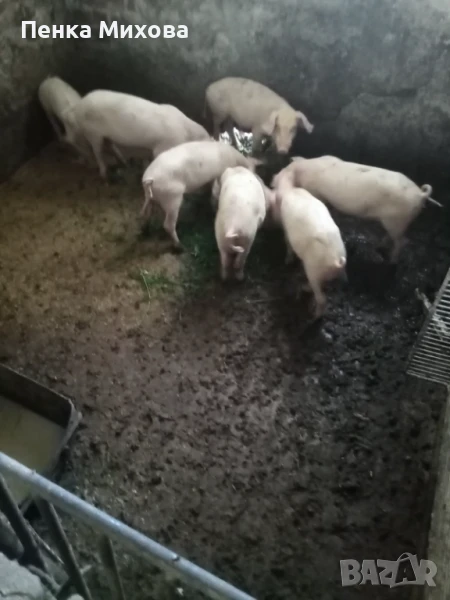 Прасенца на 2 месеца, снимка 1