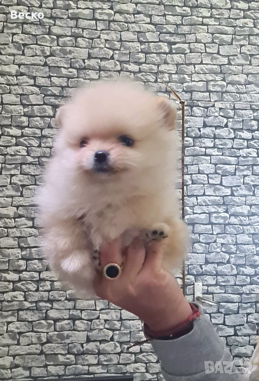 Померан мини мъжко , снимка 1