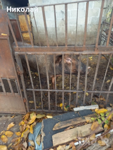 Мъжко прасе Дерок