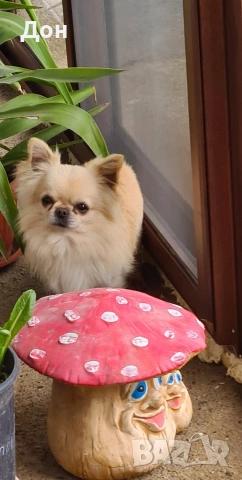 Мъжко 🩵 Чихуахуа търси своите дами🐾💓