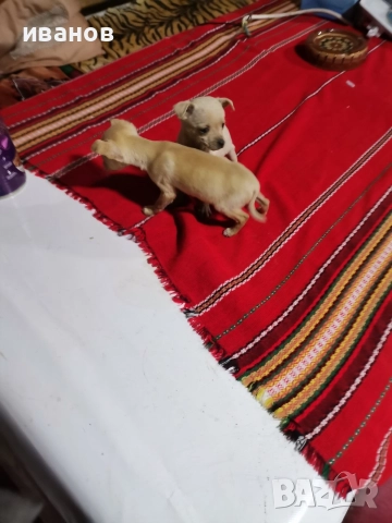 пинчерчета за продажба, снимка 2 - Пинчер - 52712957