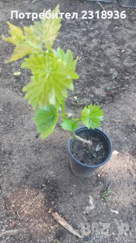 Десертни сортове грозде., снимка 15 - Разсади - 38898244