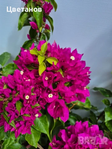 Бугенвилия, снимка 3 - Стайни растения - 51011878