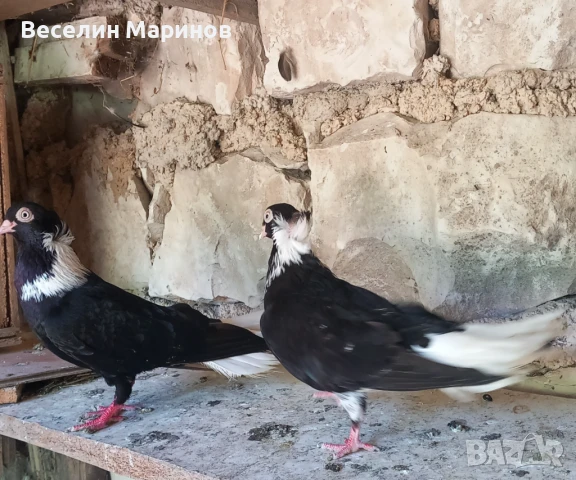 продавам  шуменски  гьлаби  и  американски храна4и, снимка 5 - Гълъби - 50969461