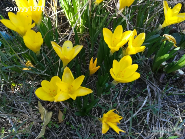 ГРЪМ ОТ ГРАДИНСКИ ЦВЕТЯ ЗА ЦЯЛА ЛЕХА 25ЛВ 1910251933, снимка 10 - Градински цветя и растения - 52109825