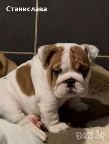 Английски булдог, снимка 7 - Английски булдог - 52345083