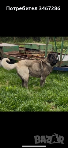 Мъжки Кангал, снимка 3 - Кангал - 52935585