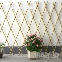 Качествени семена от бамбук Moso Bambo декоративни растения за дома бамбуков разсад за украса декор, снимка 12 - Сортови семена и луковици - 48995203