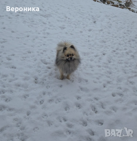 померан момче, снимка 6 - Померан - 53224266