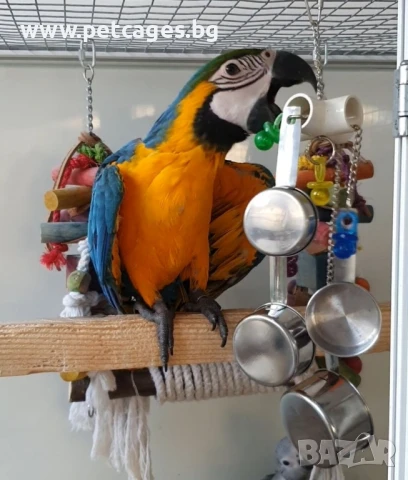 Синьо Жълта Ара - Бебета, снимка 2 - Папагали - 51185609