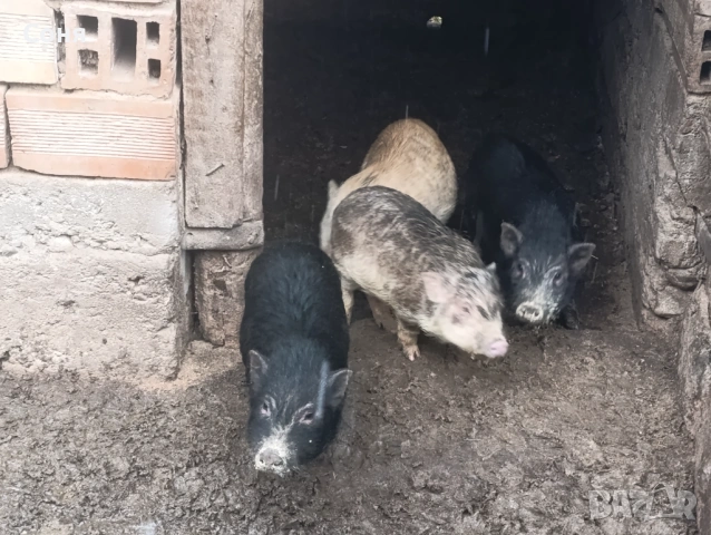 Продавам виетнамски прасета, снимка 4 - Прасета - 53035330