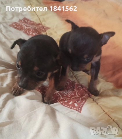 Продават се, снимка 10 - Пинчер - 52944449