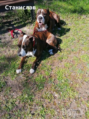 Тигров питбул за разплод ... , снимка 14 - Питбул - 31691648