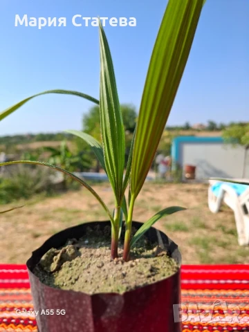 Палми от производител, снимка 2 - Стайни растения - 51037174