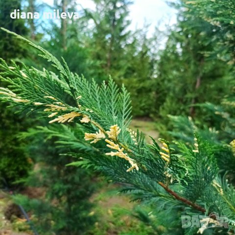 Кипарис Лейланди вариегатно, (Cupressocyparis leylandii 'Variegata'), снимка 3 - Градински цветя и растения - 43302260