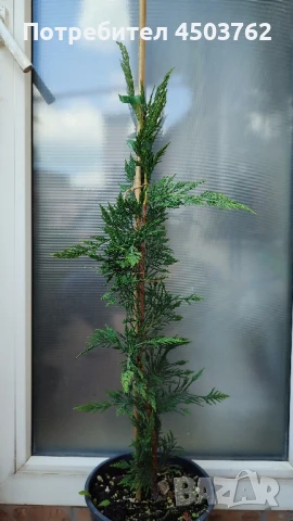 Купресоципарис Лейланди, снимка 2 - Градински цветя и растения - 50672658