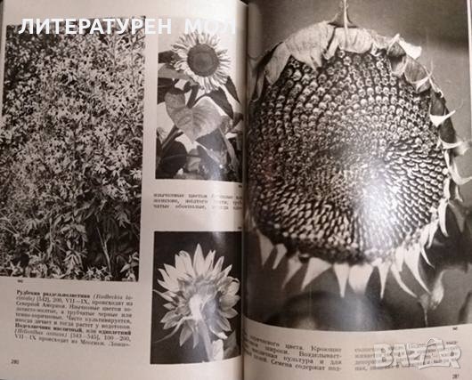 Иллюстрированная энциклопедия растений. Четвертое издание. Ф. А. Новак 1987г., снимка 3 - Енциклопедии, справочници - 33393227