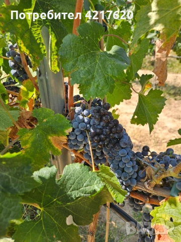 Продавам грозде – Мерло 🍇, снимка 1
