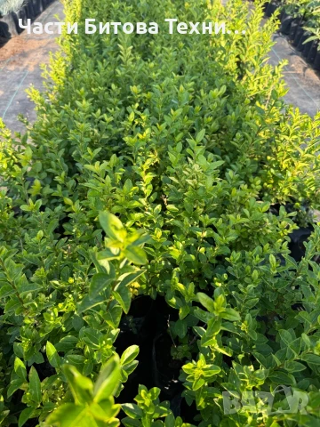 Лигуструм, снимка 1