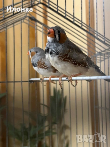 Зеброви амадини, снимка 5 - Амадини - 52465349