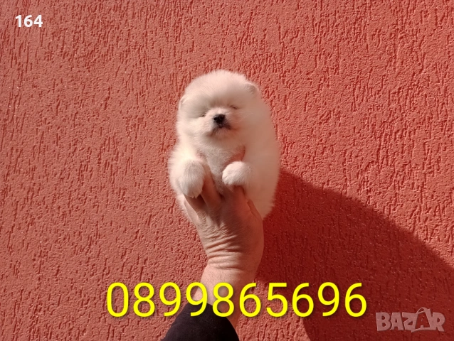 Померани.  Реални снимки от 22.02.26 г. , снимка 2 - Померан - 53519345