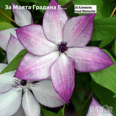 Клематис 2 , снимка 9 - Градински цветя и растения - 49761035