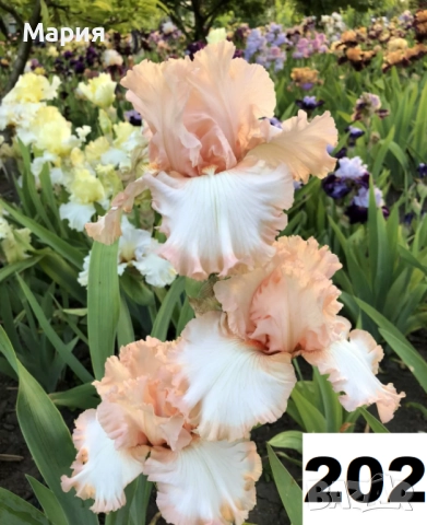 Сортови вискоки ириси /брадати ириси, снимка 11 - Градински цветя и растения - 51459166