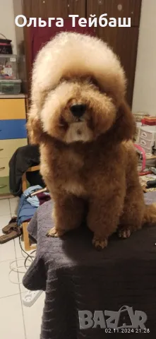 Пудел момче търси приятелка, снимка 12 - Пудели - 47853140