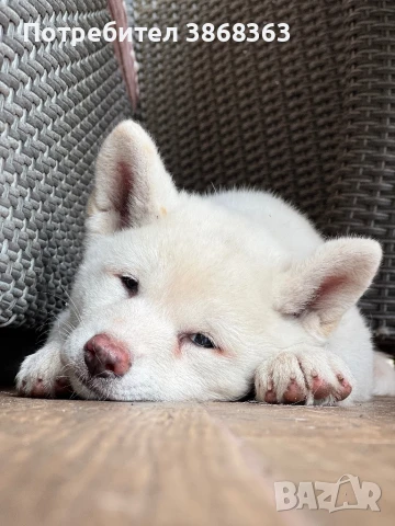 Японска акита ину, снимка 1