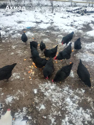 Буркан пилешко месо , снимка 6 - Домашни продукти - 49041608