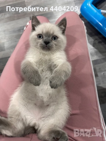 Британски късокосмести, снимка 3 - Британска късокосместа - 52344985