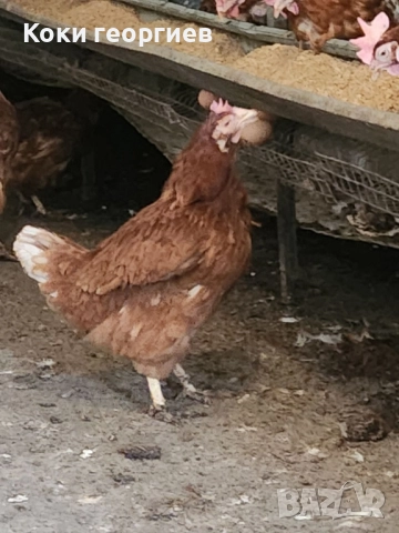 продавам кокошки носачки ломан Браун за яйца 