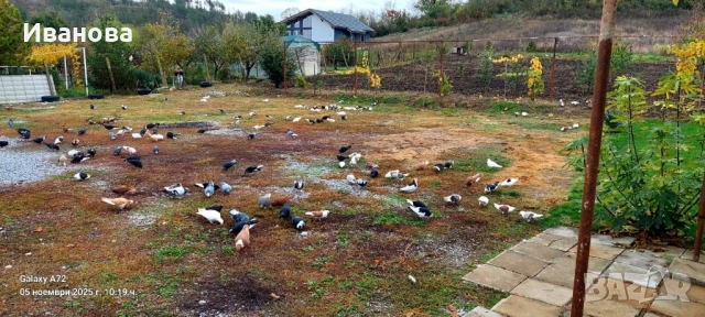 Гълъби декорация и д-р, снимка 3 - Гълъби - 52317736