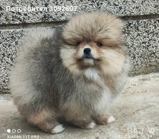 Померанче момче , снимка 6 - Померан - 49647628