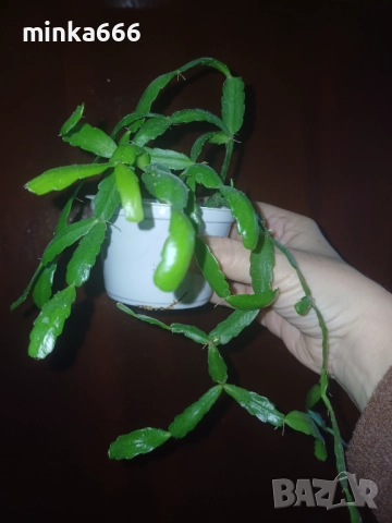 Коледниче, снимка 2 - Стайни растения - 52702518